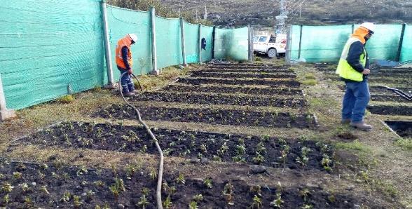 Mantenimiento de viviero y repicado de margaritas