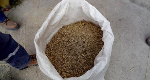 Recolección de semillas nativas