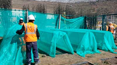 Especies florales nativas reubicadas.