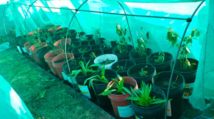 Especies florales nativas reubicadas.