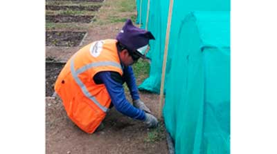 Especies florales nativas reubicadas.