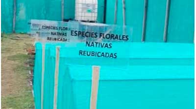 Especies florales nativas reubicadas.