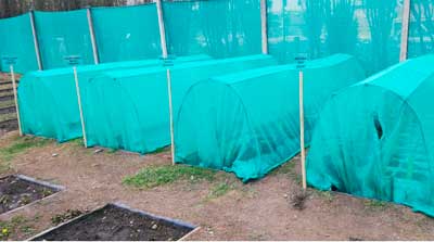 Especies florales nativas reubicadas.