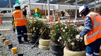 Especies florales nativas reubicadas.