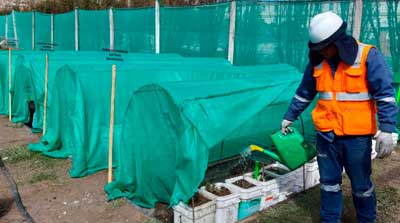 Especies florales nativas reubicadas.