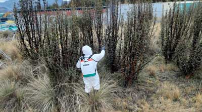 Especies florales nativas reubicadas.