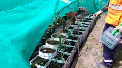 Especies florales nativas reubicadas.