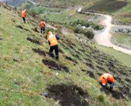 Reforestación Compañía Minera Antamina